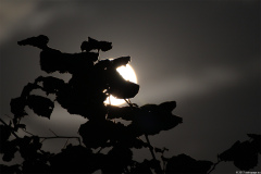 mond08072017_1_lab