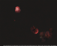 affenkopfnebelquallennebel07032022_lab