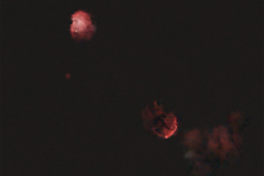 affenkopfnebelquallennebel07032022_lab