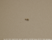 sonne28112016_2_lab