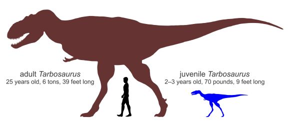 Größenvergleich eines jugendlichen und eines erwachsenen Tarbosaurus mit einem Menschen (Courtesy of the Hayashibara Museum of Natural Sciences)