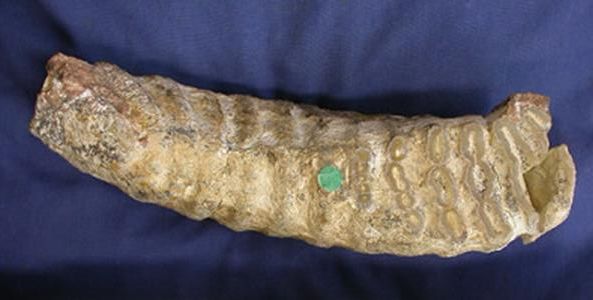 Zahnfossil eines Kreta-Zwergmammuts. (Natural History Museum) Zahnfossil eines Kreta-Zwergmammuts. (Natural History Museum)