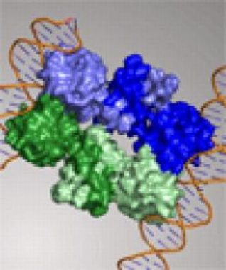 Strukturmodell von SinR, wie es an DNA gebunden ist. (Image courtesy of Newcastle University)