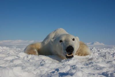 Eisbär (Jenny Bytingsvik, NTNU)