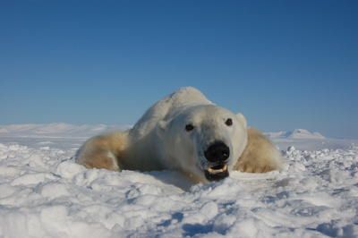 Eisbär (Jenny Bytingsvik, NTNU) Eisbär (Jenny Bytingsvik, NTNU)