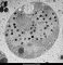 CroV-Viren (schwarze Partikel) in Cafeteria-roenbergensis ((c) Matthias G. Fischer)