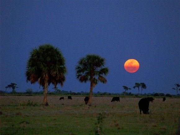 Der Super-Vollmond vom 19. März 2011 über Parrish, Florida (USA), Foto: Tom Connor