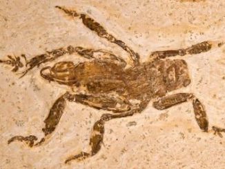 Fossil des neu entdeckten Insekts. (Hwaja Goetz)