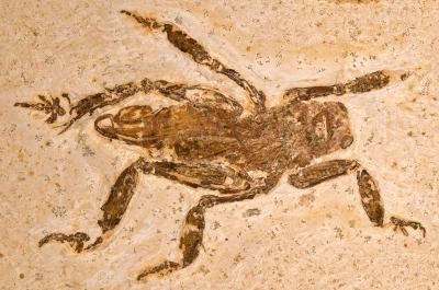 Fossil des neu entdeckten Insekts. (Hwaja Goetz) Fossil des neu entdeckten Insekts. (Hwaja Goetz)