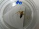 Die Spinne Enoplognatha ovata frisst eine Zikade der Art Aphrodes makarovi (University of Cardiff)