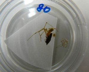 Die Spinne Enoplognatha ovata frisst eine Zikade der Art Aphrodes makarovi (University of Cardiff)
