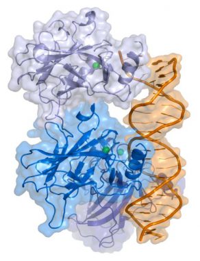 Darstellung des Proteins p53 (Wikipedia / User: Thomas Splettstoesser / CC BY-SA 3.0) Darstellung des Proteins p53 (Wikipedia / User: Thomas Splettstoesser / CC BY-SA 3.0)