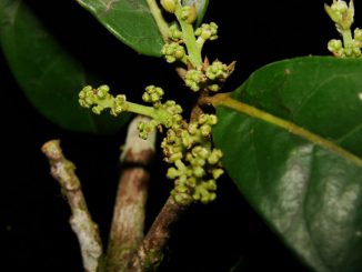 Neue Pflanzengattung Yasunia (Missouri Botanical Garden)