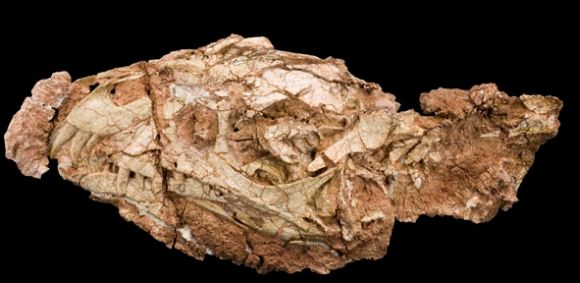 Der fossile Schädel von Daemonosaurus chauliodus (Carnegie Museum of Natural History)