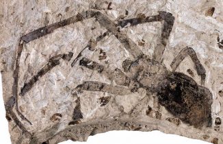 Fossil der Art Nephila jurassica (Capital Normal University)