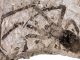Fossil der Art Nephila jurassica (Capital Normal University)