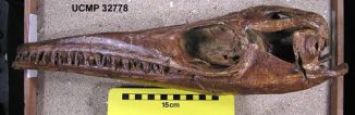 Einer der am besten erhaltenen Mosasaurusschädel der Welt im Museum of Paeonthology der University of California in Berkeley (Johan Lindgren)