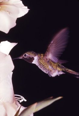 Kolibri bei der Nahrungssuche (Bill Ratcliff / National Park Service)