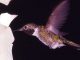 Kolibri bei der Nahrungssuche (Bill Ratcliff / National Park Service)