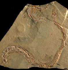 Fossil der Schlange. (A. Houssaye / Museum National d'Histoire Naturelle)