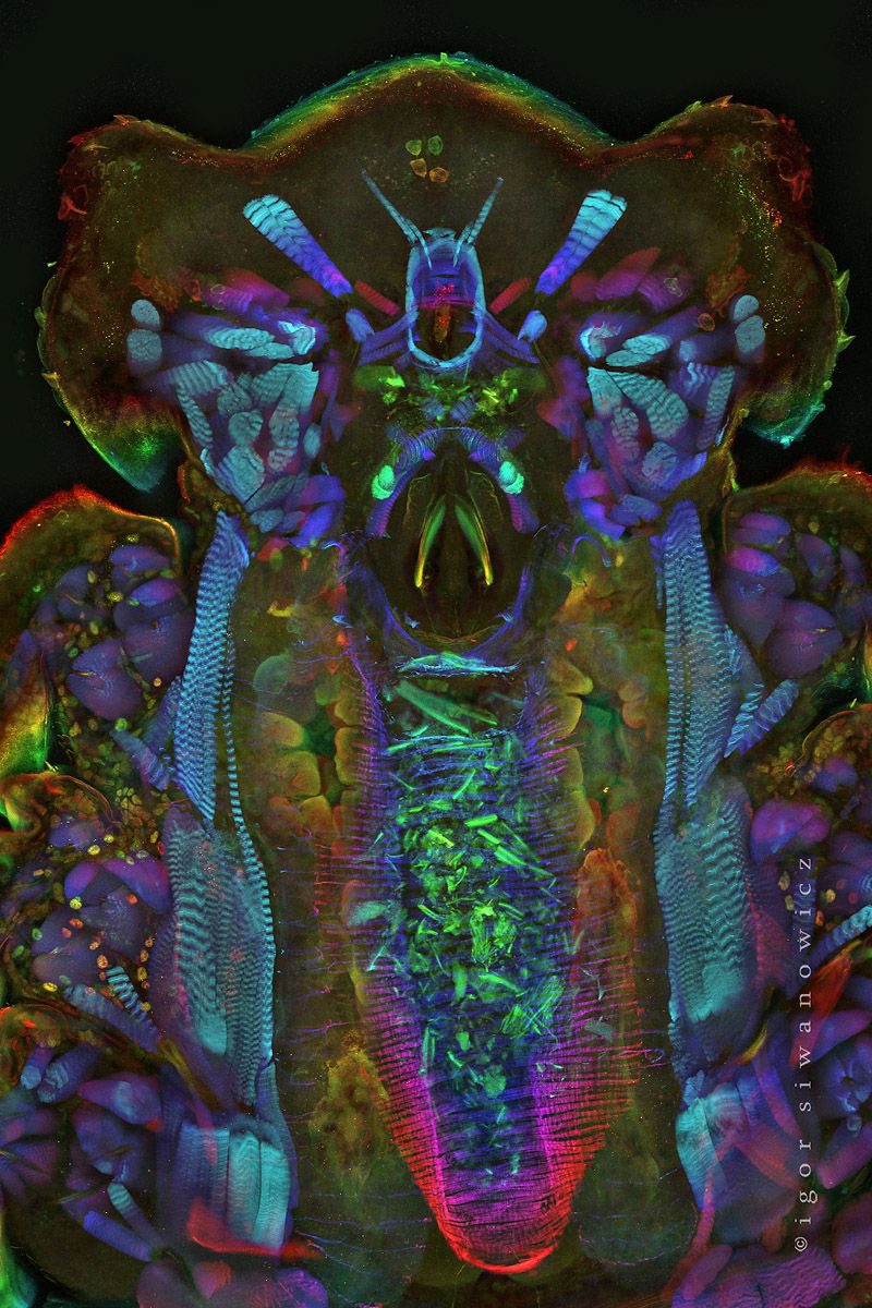 "iPod on the inside" - Eine farblich gekennzeichnete Projektion optischer Bereiche, aufgenommen mit einem Laser-Scanning-Mikroskop. Das Tier, ein Isopode (Assel) sieht in etwa aus wie hier. Aktin (gehäuft in Muskeln vorkommend) und dopaminerge Neuronen wurden mit Fluoreszenzfarbstoffen angefärbt - die Zellkörper sind in der Nähe der Kopfvorderseite zu sehen - zumindest denke ich, dass das ein Kopf ist... (I. Siwanowicz)
