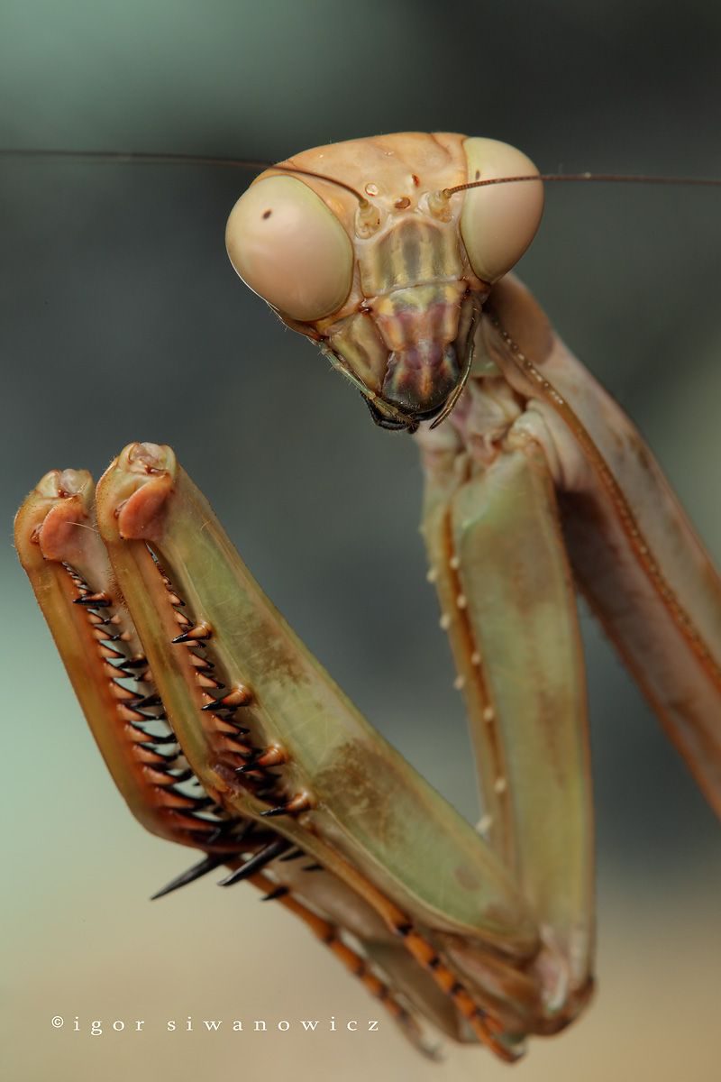 "want a piece of me?" - Plistospilota guineensis, eine afrikanische Gottesanbeterin (I. Siwanowicz)