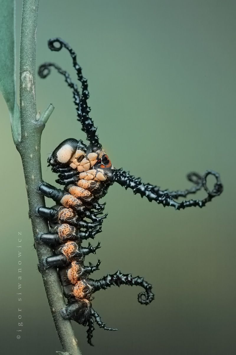 "whipworm" - Raupe Brahmaea certhia (I. Siwanowicz)