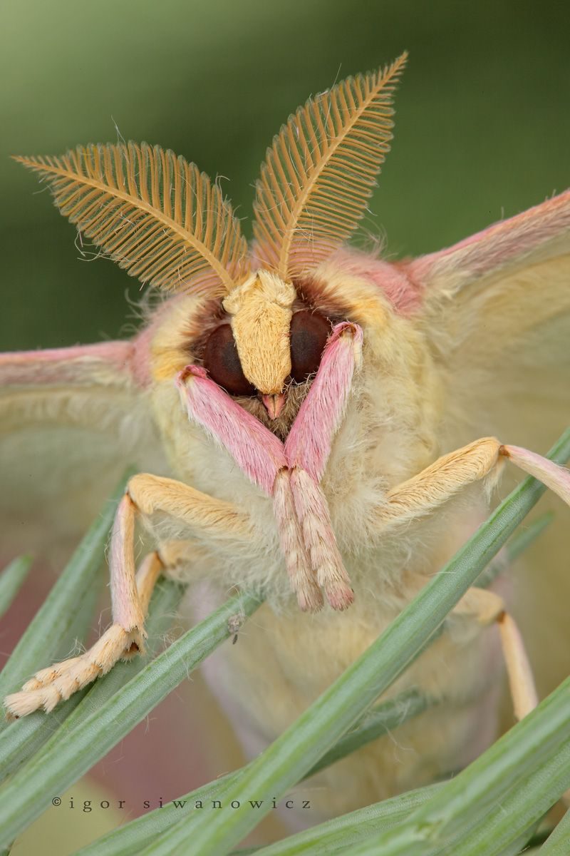 "pokemoth 2" - Portrait einer männlichen Motte der Art Actias dubernardi (I. Siwanowicz)