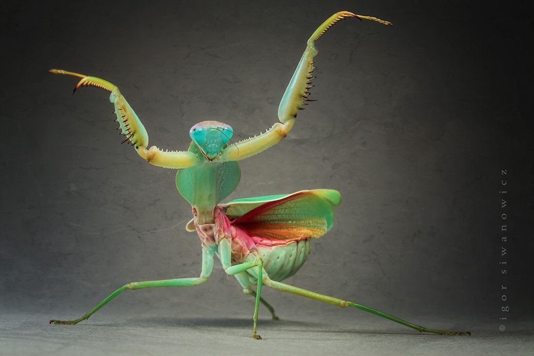 "ta-daa" - Gottesanbeterin der Spezies Rhombodera basalis, bekannt als Giant Malasian Shield Mantis (I. Siwanowicz)