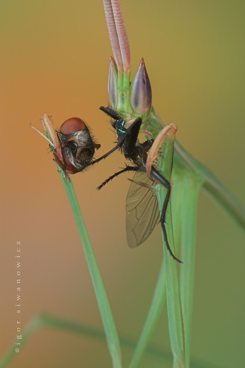 "fingerfood" - Schizocephala bicornis beim Fressen (I. Siwanowicz)