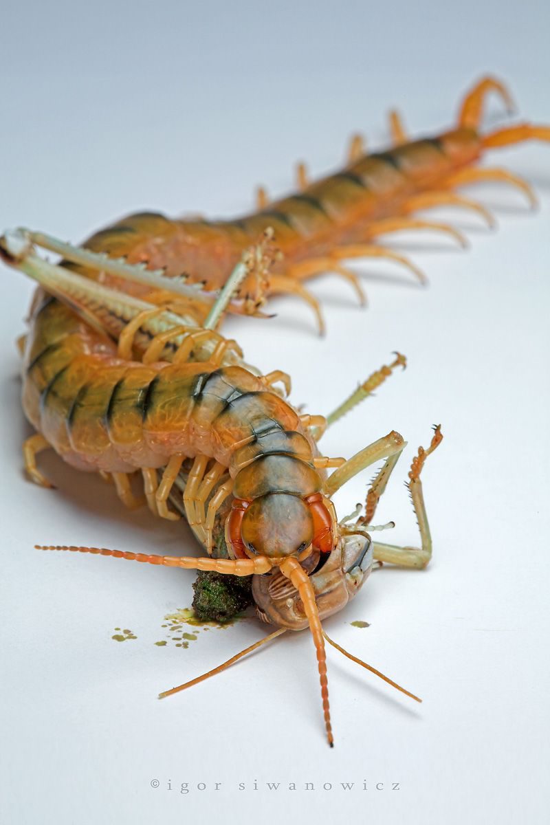 "Lymphshed" - Scolopendra cingulata frisst eine Wüstenheuschrecke (I. Siwanowicz)