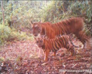 Tiger vor der Kamerafalle (WWF Indonesia)