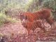 Tiger vor der Kamerafalle (WWF Indonesia)