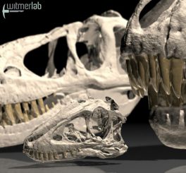 3D-Animation des jugendlichen Tarbosaurusschädels (Courtesy of WitmerLab at Ohio University)