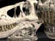 3D-Animation des jugendlichen Tarbosaurusschädels (Courtesy of WitmerLab at Ohio University)