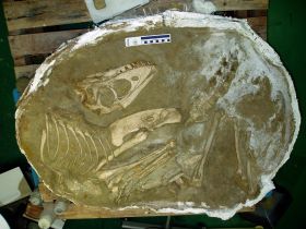 Das freigelegte Skelett des jugendlichen Tarbosaurus (Courtesy of the Hayashibara Museum of Natural Sciences)