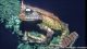 Gastrotheca guentheri (Biodiversity Institute, University of Kansas)