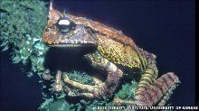 Gastrotheca guentheri (Biodiversity Institute, University of Kansas)