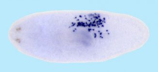 Eine Kolonie von cNeoblasten (dunkle Punkte) in einem bestrahlten Plattwurm (Daniel Wagner)