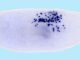 Eine Kolonie von cNeoblasten (dunkle Punkte) in einem bestrahlten Plattwurm (Daniel Wagner)