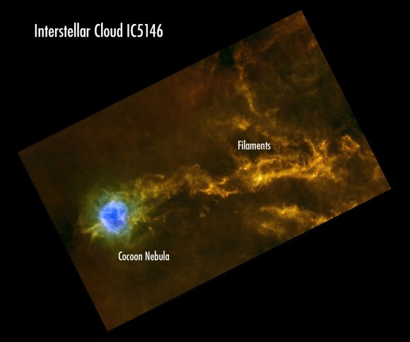 Herschel Aufnahme von Filamenten im Kokon-Nebel im Sternbild Schwan. Dies ist eine von vielen solcher Regionen im Gould Belt, einem Band aus Sternentstehungsregionen, das sich über den Himmel erstreckt und zuerst von William Herschel beobachtet wurde. (ESA / Herschel / SPIRE / PACS / Gould Belt Survey)