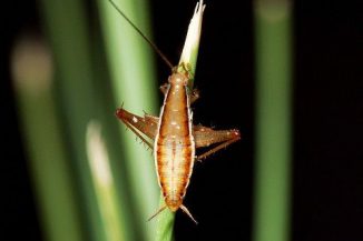 Saltoblattella montistabularis (Mike Picker / University of Cape Town)