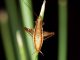 Saltoblattella montistabularis (Mike Picker / University of Cape Town)