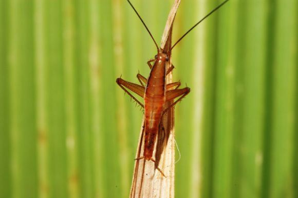 Saltoblattella montistabularis (Mike Picker / University of Cape Town)