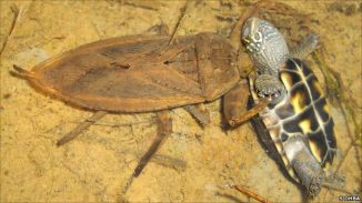 Rollentausch: Insekt frisst Reptil (S. Ohba)