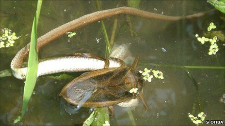 Eine Riesenwasserwanze überwältigt eine Schlange (S. Ohba)