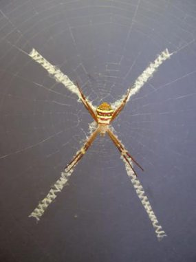 Seidenkreuz-Dekoration im Netz einer Radnetzspinne (Dr. Andre Walter) Seidenkreuz-Dekoration im Netz einer Radnetzspinne (Dr. Andre Walter)