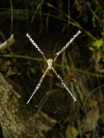 Seidenkreuz-Dekoration im Netz einer Radnetzspinne (Dr. Andre Walter)