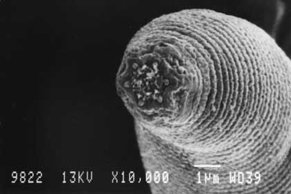Halicephalobus mephisto lebt tief im Untergrund und ernährt sich von Bakterien (Property of the University of Gent, Belgium - Gaetan Borgonie)
