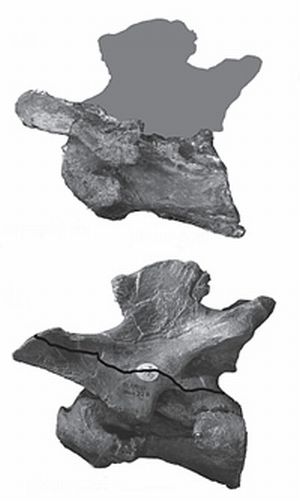 Vergleich der Halswirbel des neuen Fossils (oben) mit dem eines Baryonyx (unten) (Copyright: Biology Letters)